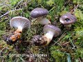 Gomphidius glutinosus-amf845-2
